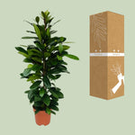 Load image into Gallery viewer, Ficus cyathistipula - Ø21cm - ↕105cm