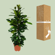 Ficus cyathistipula - Ø21cm - ↕105cm