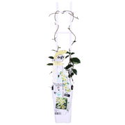 Trachelospermum 'Star of Toscana' - 2 pieces - ↨65cm - Ø15