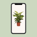 Load image into Gallery viewer, Dieffenbachia seguine &#39;Mars&#39; - Ø17cm - ↕50cm
