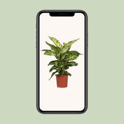 Dieffenbachia seguine 'Mars' - Ø17cm - ↕50cm