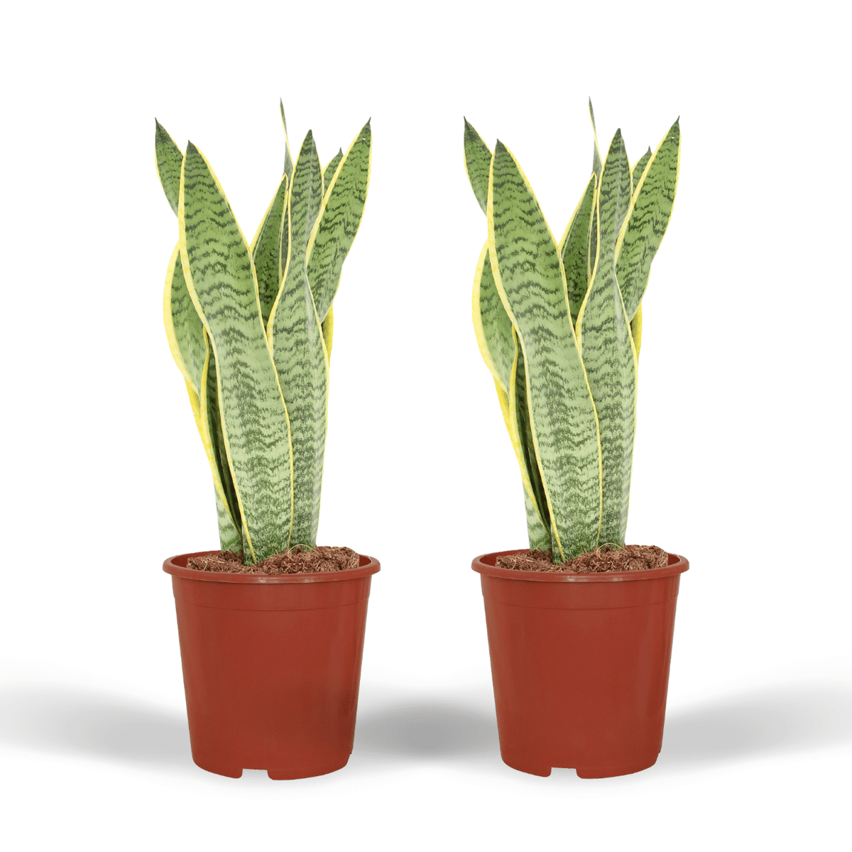 Indoor Sansevieria Laurentii plants (Mother-in-Law's Tongue), 40cm tall, ø14cm pots, perfect for bright or shaded spaces.