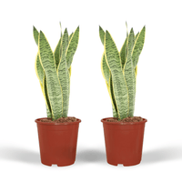 Indoor Sansevieria Laurentii plants (Mother-in-Law's Tongue), 40cm tall, ø14cm pots, perfect for bright or shaded spaces.