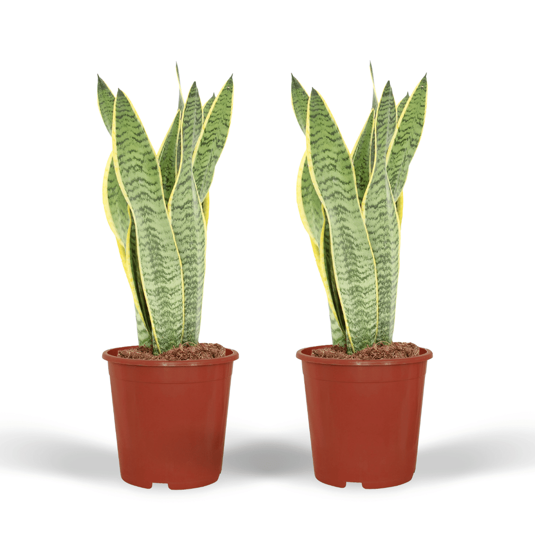 Sansevieria trifasciata 'Laurentii' (Mother-in-Law's Tongue) - 2 plants - 40cm - ø14cm