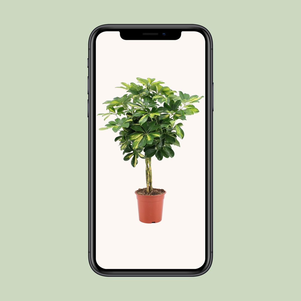 Schefflera arboricola 'Gold Capella' - Ø19cm - ↕75cm