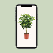 Schefflera arboricola 'Gold Capella' - Ø19cm - ↕75cm
