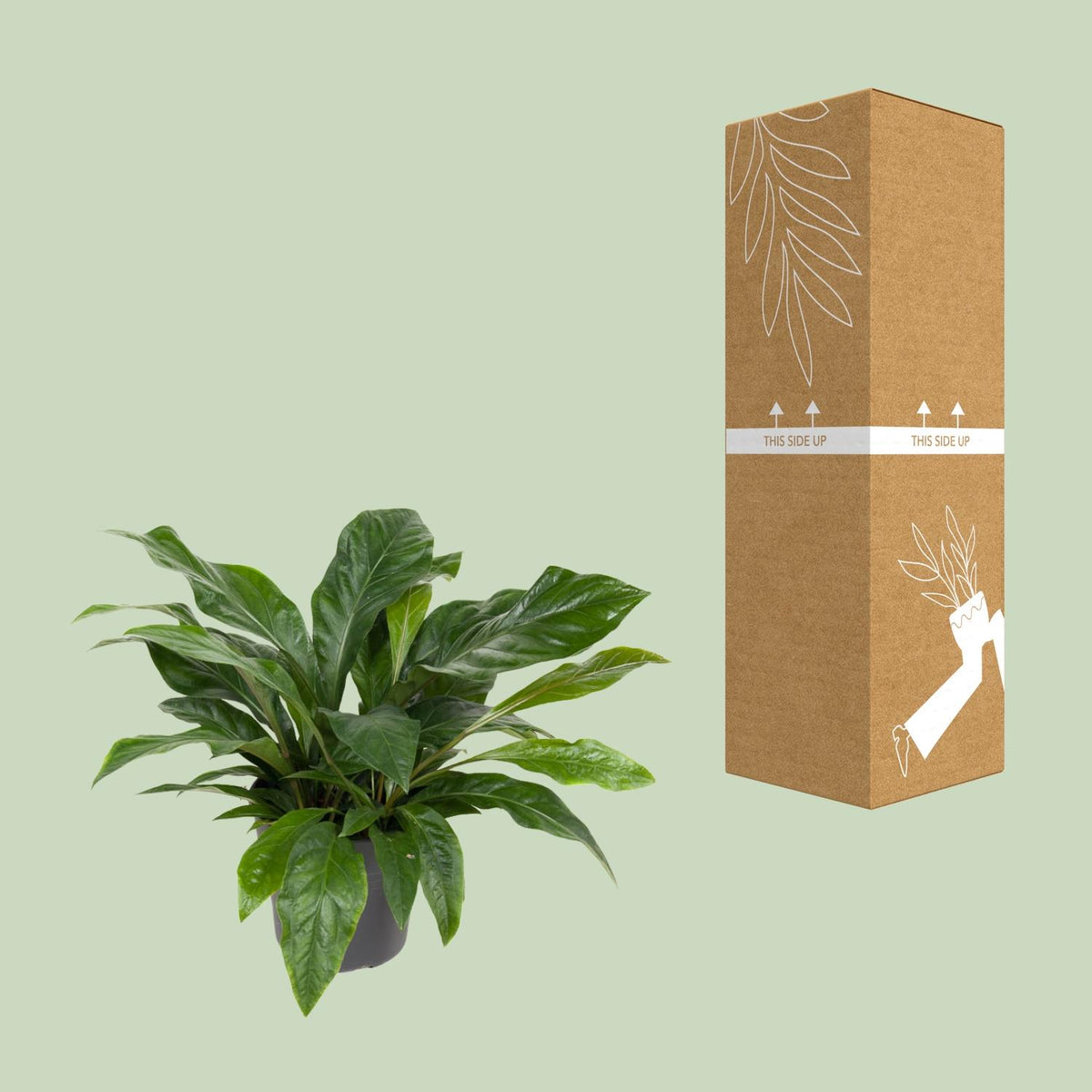 Anthurium hookeri 'Jungle Bush' - Ø30cm - ↕70cm