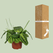 Maranta leuconeura 'Fascinator Lemon Lime' - Ø12cm - ↕30cm