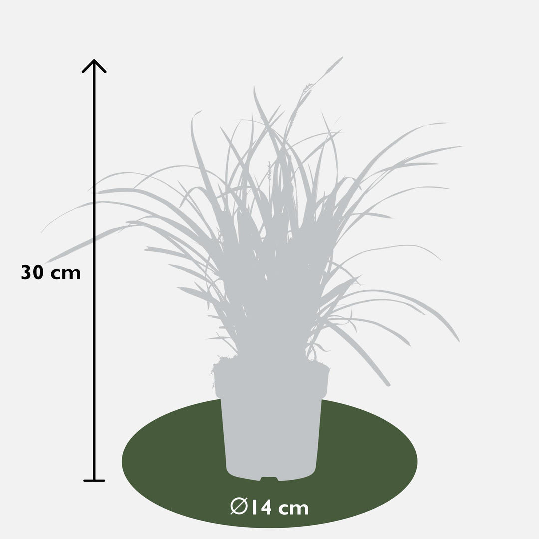 Carex morrowii 'Ice Dance' - Ø14cm - ↕30cm