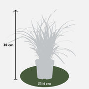 Carex morrowii 'Ice Dance' - Ø14cm - ↕30cm