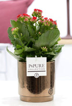 Load image into Gallery viewer, Kalanchoe Red In P&amp;PURE Juliette Ceramics, Goldbronze - Ø12cm - ↕27cm