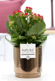 Kalanchoe Red In P&PURE Juliette Ceramics, Goldbronze - Ø12cm - ↕27cm