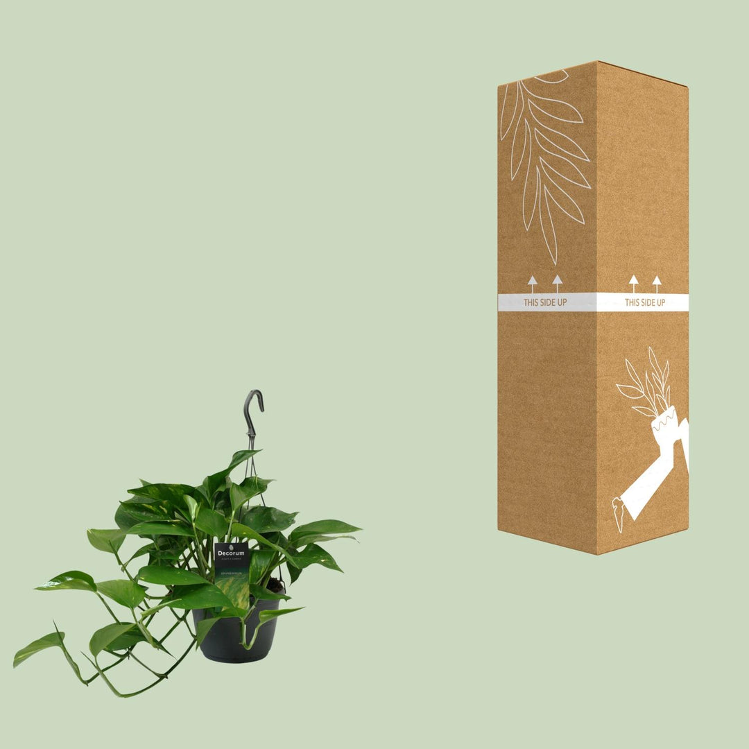 Epipremnum (Scindapsus) - Ø15cm - ↕45cm