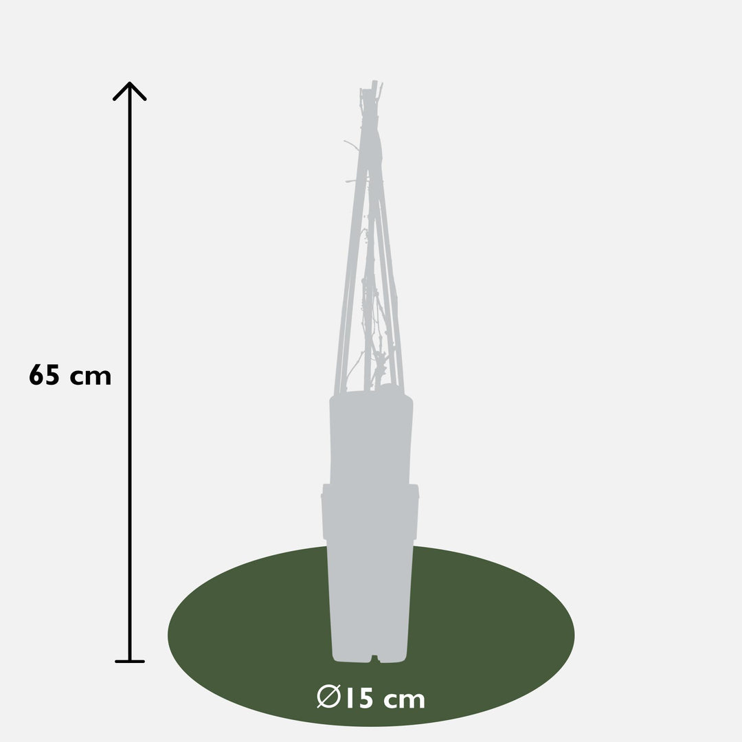 Parthenocissus q. var. 'Engelmannii' - 4 plants - Ø15 - ↨65cm