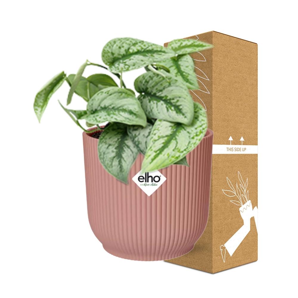 Scindapsus pictus ‘Trebie’ in ELHO Vibes Fold Pot, Pink, ø14cm ↕15cm