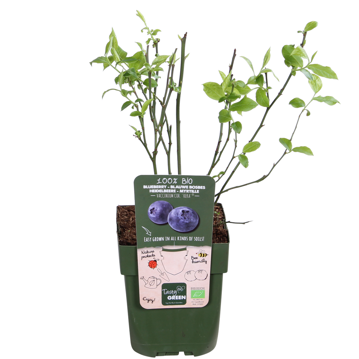 Vaccinium corymbosum 'Reka' - 5 pezzi - ↨45cm - Ø13
