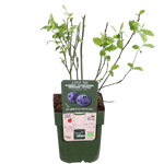 Load image into Gallery viewer, Vaccinium corymbosum &#39;Reka&#39; - 5 pieces - ↨45cm - Ø13
