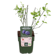 Vaccinium corymbosum 'Reka' - 5 pieces - ↨45cm - Ø13