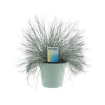 Load image into Gallery viewer, Festuca Glauca Intense Blue® - Ø17cm - ↕35cm
