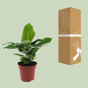 Musa acuminata 'Oriental Dwarf' - Ø12cm - ↕30cm