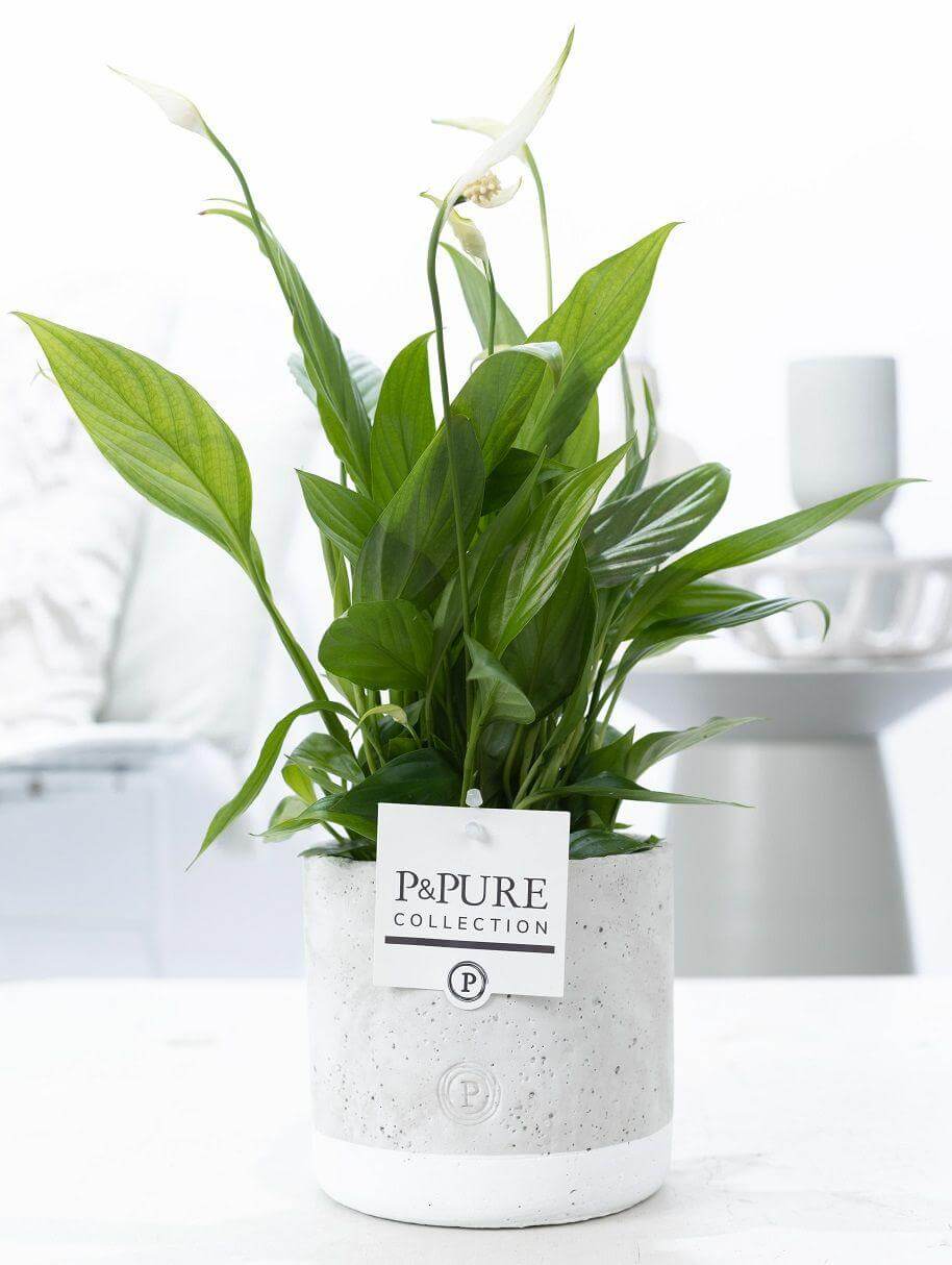 Spathiphyllum In P&PURE Jade Ceramics - Ø12cm - ↕35cm