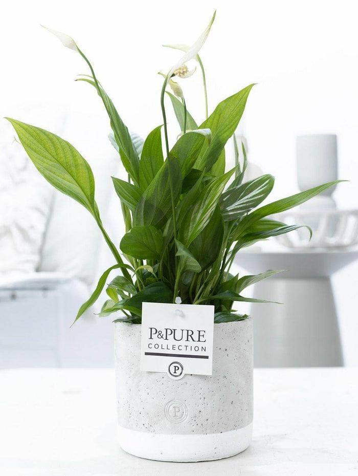 Spathiphyllum In P&PURE Jade Ceramics - Ø12cm - ↕35cm