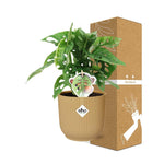 Load image into Gallery viewer, Monstera adansonii ‘Monkey Leaf’ in ELHO Vibes Fold Pot, Yellow, Ø14cm ↕25cm