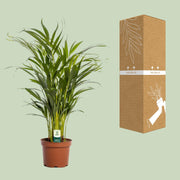 Dypsis lutescens - Ø17cm - ↕65cm