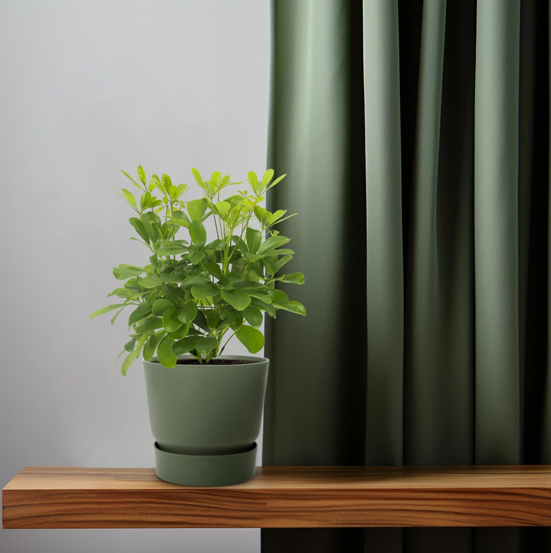 Schefflera compacta ‘Nora’ - Ø13cm - ↕35cm