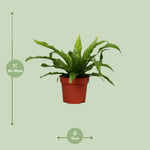 Load image into Gallery viewer, Asplenium antiquum - Ø12cm - ↕25cm