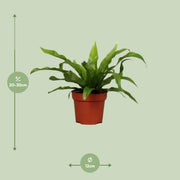 Asplenium antiquum - Ø12cm - ↕25cm