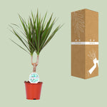 Load image into Gallery viewer, Dracaena Marginata - Ø14cm - ↕55cm
