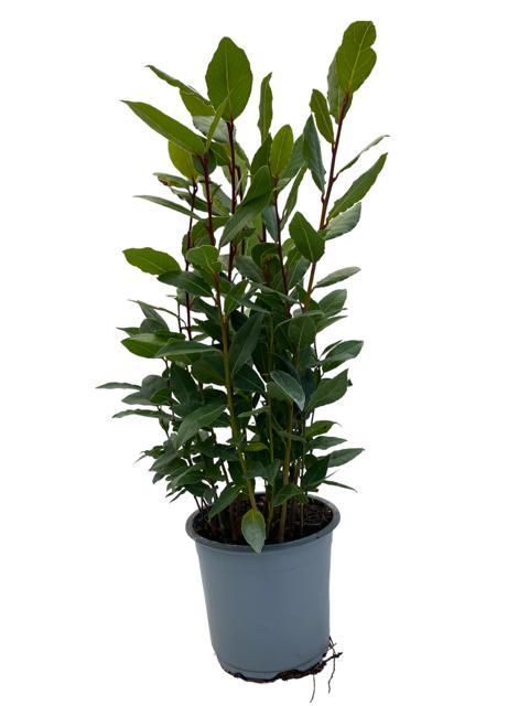 Laurus Nobilis (Bay laurel) - Ø14cm - ↕35cm
