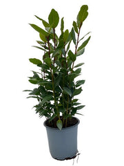 Laurus Nobilis (Bay laurel) - Ø14cm - ↕35cm