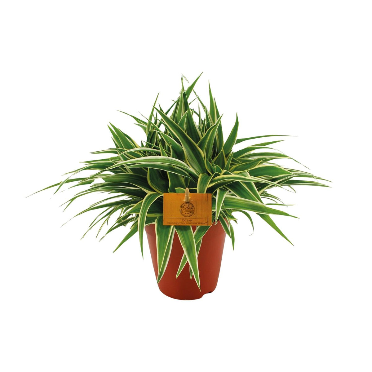 Chlorophytum comosum 'Ocean' - Ø15cm - ↕25cm