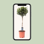 Load image into Gallery viewer, Olea europaea (Olive Tree) - Ø22cm - ↕100cm