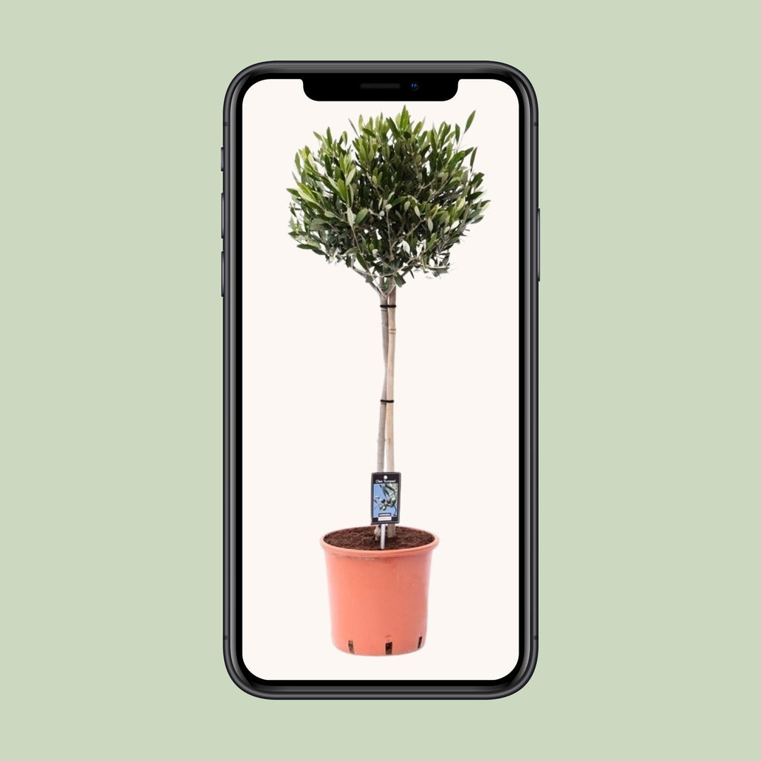 Olea europaea (Olive Tree) - Ø22cm - ↕100cm