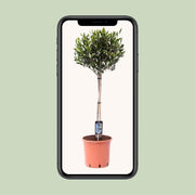Olea europaea (Olive Tree) - Ø22cm - ↕100cm