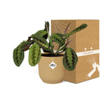 Load image into Gallery viewer, Maranta leuconeura ‘Fascinator’ Tricolor in ELHO Vibes Fold, Yellow, Ø14cm ↕25cm