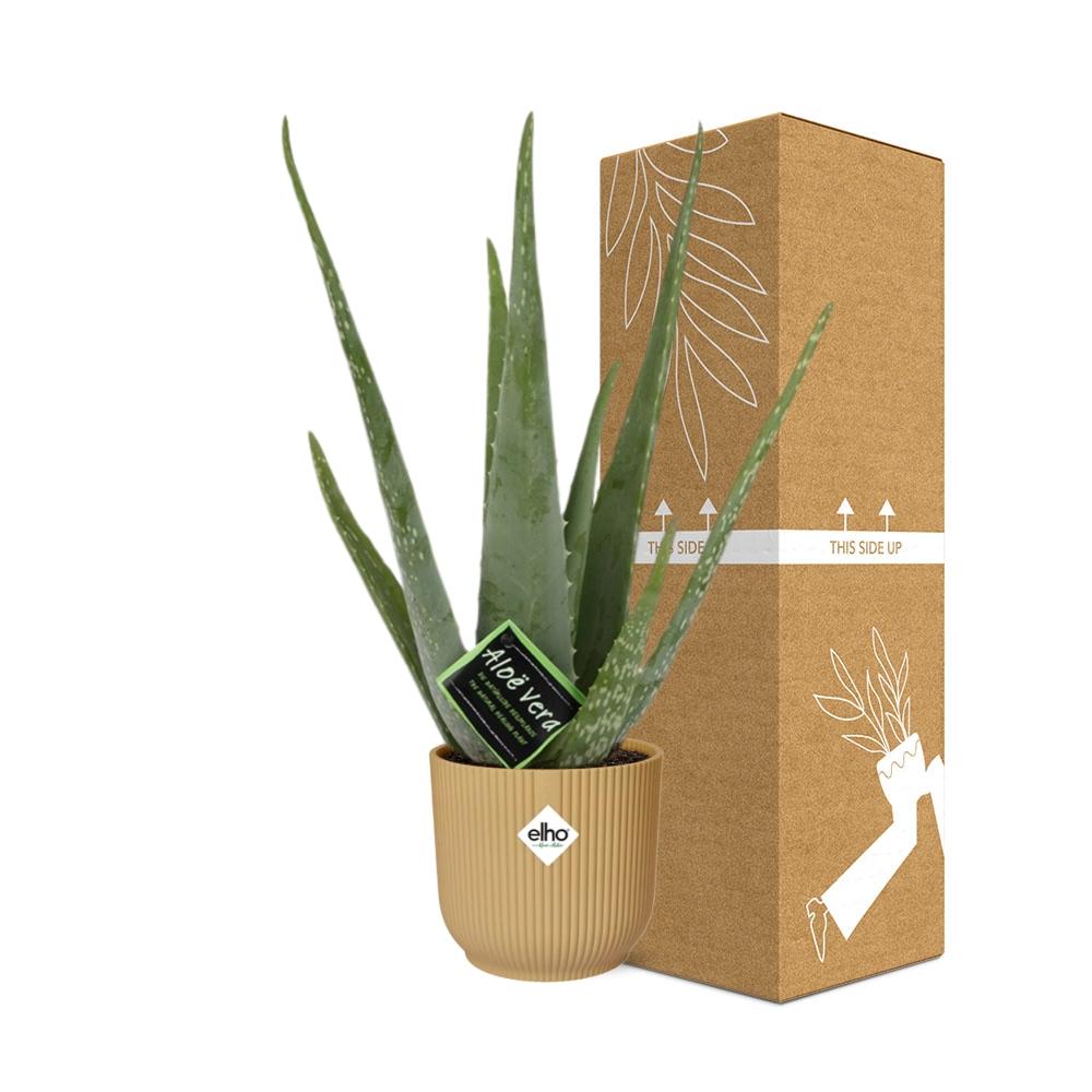 Aloe vera in vaso ELHO Vibes Fold pot, Giallo, Ø14cm - ↕45cm
