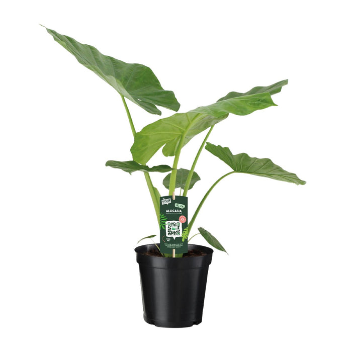 Alocasia macrorrhiza - Ø19cm - ↕70cm