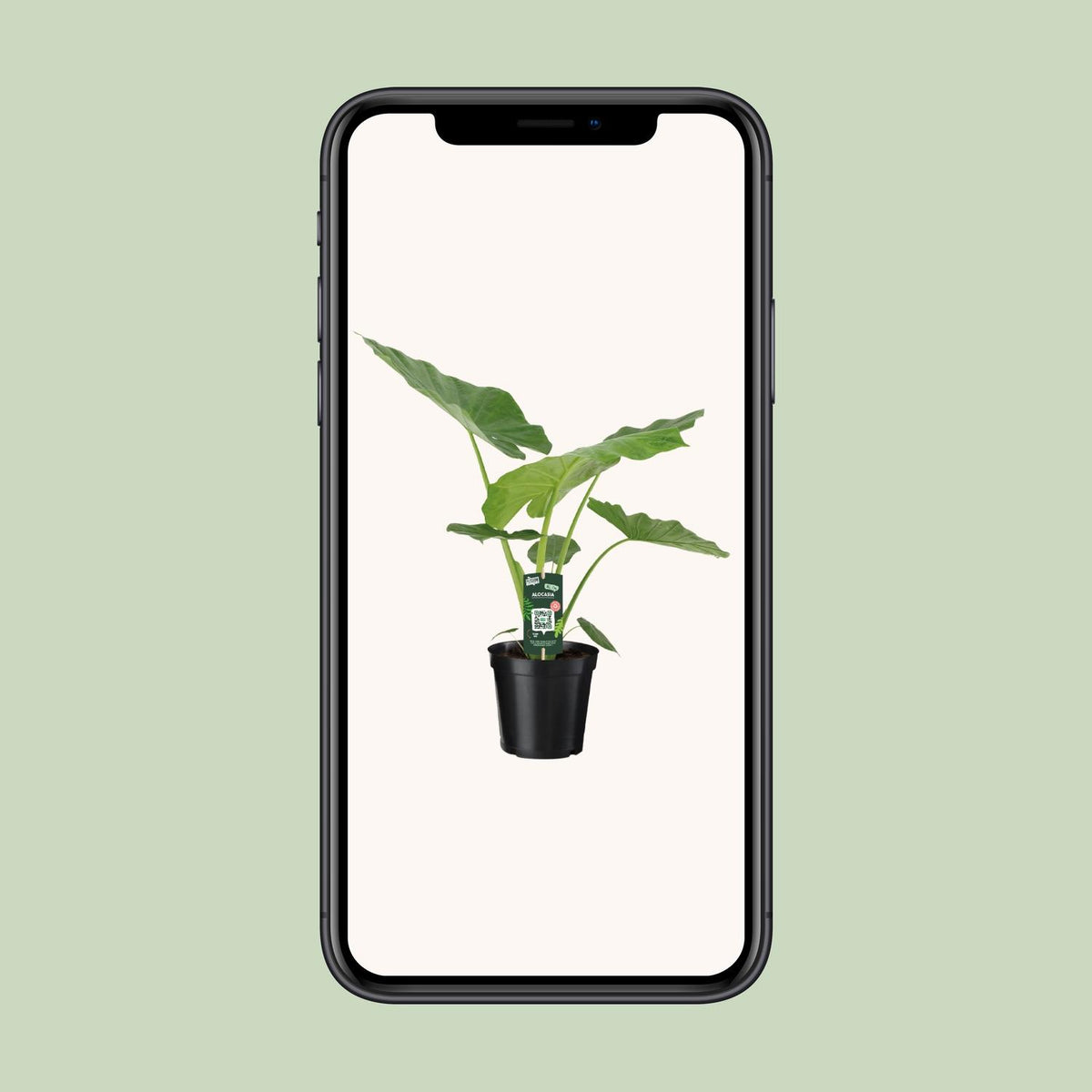 Alocasia macrorrhiza - Ø19cm - ↕70cm
