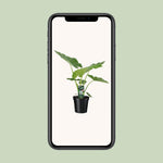 Load image into Gallery viewer, Alocasia macrorrhiza - Ø19cm - ↕70cm