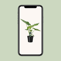 Alocasia macrorrhiza - Ø19cm - ↕70cm