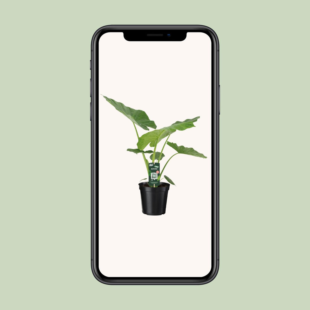 Alocasia macrorrhiza - Ø19cm - ↕70cm