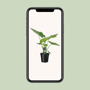 Alocasia macrorrhiza - Ø19cm - ↕70cm