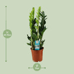 Load image into Gallery viewer, Zamioculcas zamiifolia - Ø17cm - ↕65cm