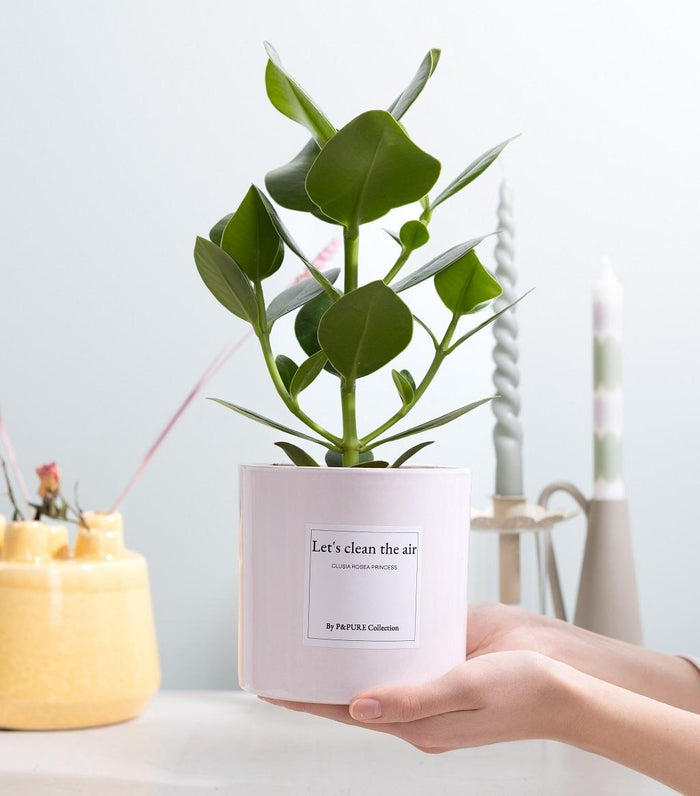 Clusia Rosea Gift "Let's Clean The Air" WITH GREETING CARD! - Ø12cm - ↕30cm