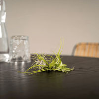 Tillandsia Air mix - 5 pezzi - ø6 - 6 cm