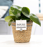 Load image into Gallery viewer, Peperomia Raindrop In P&amp;PURE Basket - Ø12cm - ↕25cm